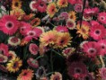 /album/philadelphia-flower-show-2013/philly-flower-garden-show-2013-051-jpg/